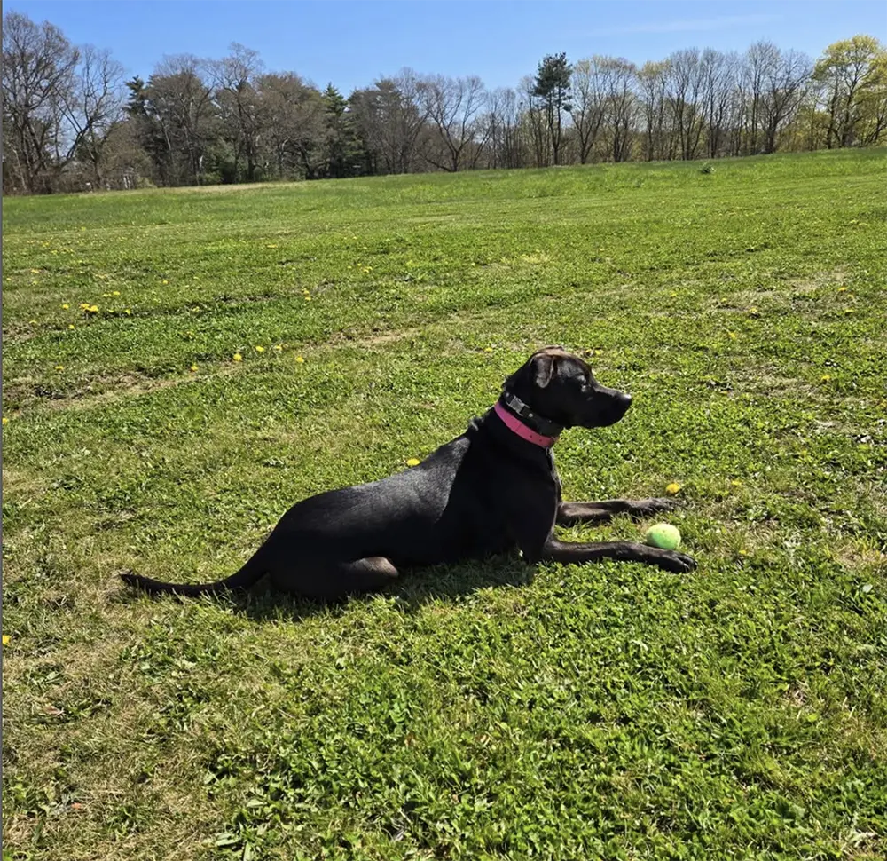 Laurie Garabedian, DO fun image